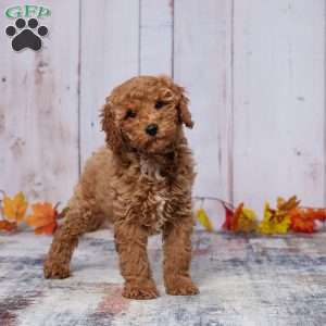 Zakiah, Mini Goldendoodle Puppy